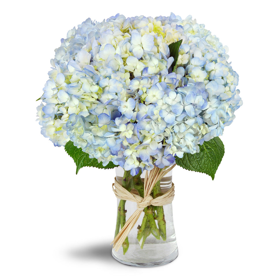 Cloud Nine™ - Premium. Six stems of blue hydrangea are arranged in a gracious glass vase.