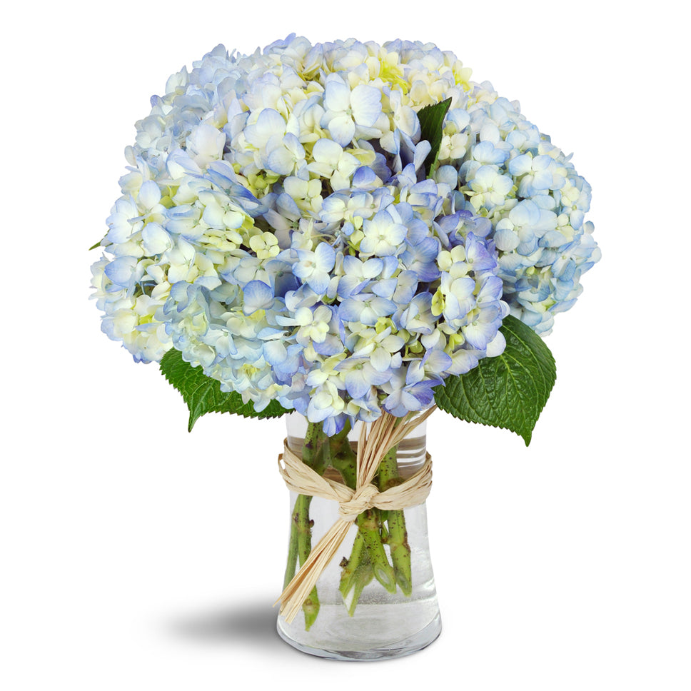 Cloud Nine™ - Deluxe. Six stems of blue hydrangea are arranged in a gracious glass vase.