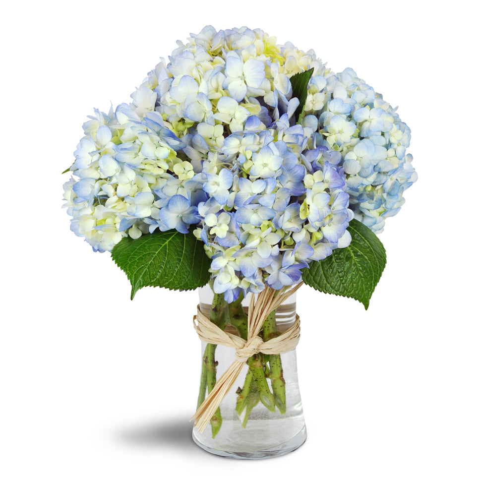 Cloud Nine™ - Standard. Six stems of blue hydrangea are arranged in a gracious glass vase.