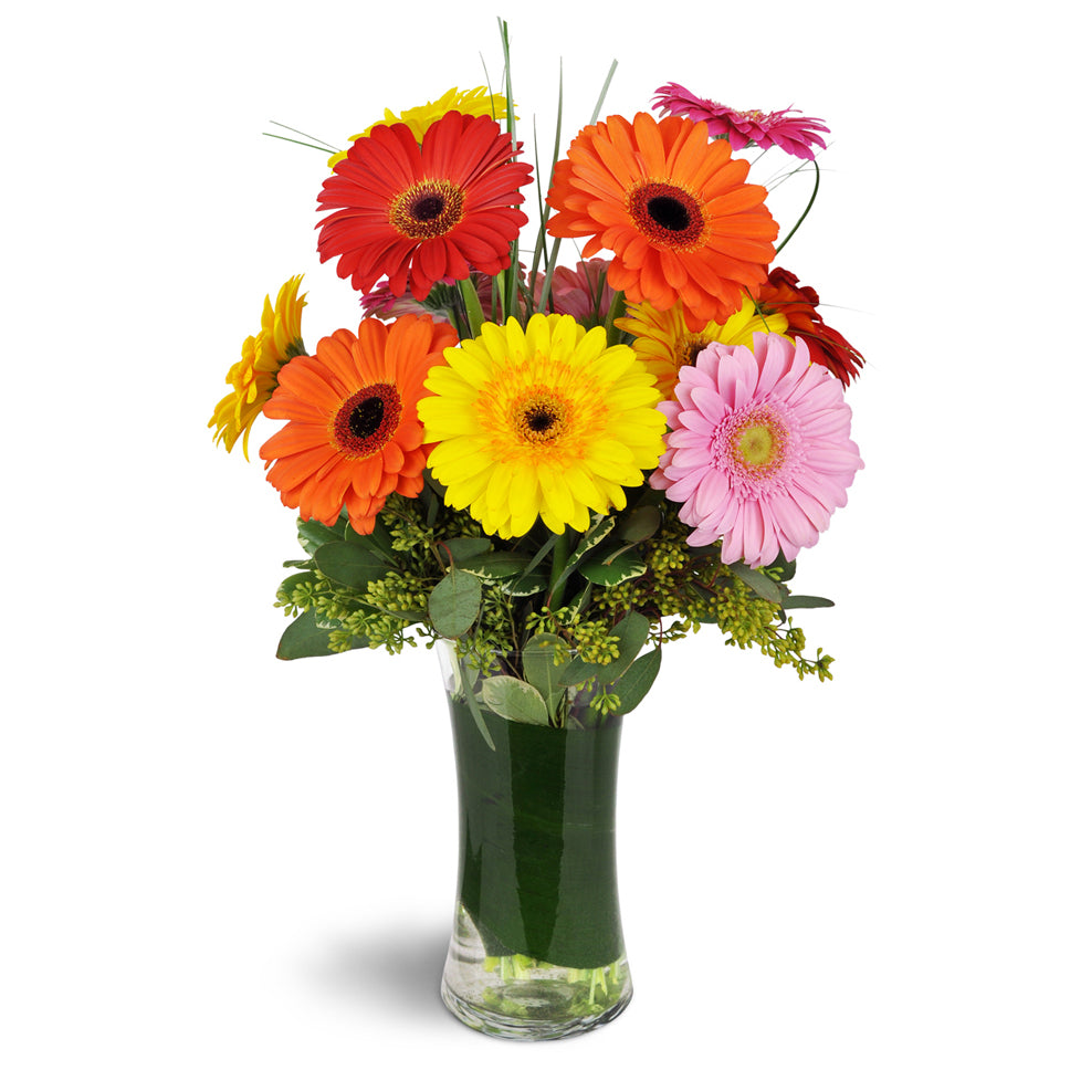 Daisy Rainbow™. One dozen assorted Gerbera daisies are delicately arranged in a glass gathering vase with seeded eucalyptus and bear grass.