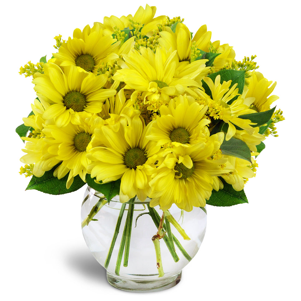 Daisy Dreams™ - Premium. Yellow daisies and solidago are lushly arranged in a classic vase.