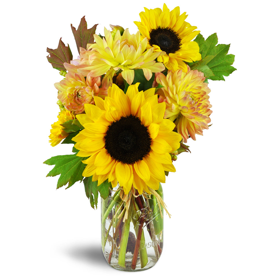 Simple Gifts Bouquet™. Bountiful sunflowers, dahlia, and vine maple greens are gracefully arranged in a glass mason jar.