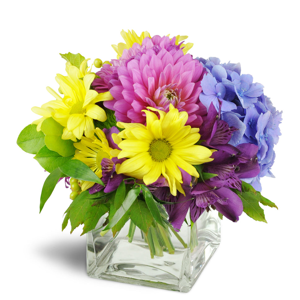 Pretty Purple Cheer™ - Standard. Pink dahlias, purple alstroemeria, blue hydrangea, yellow daisies, and green dianthus are delightfully arranged in a clear glass vase.