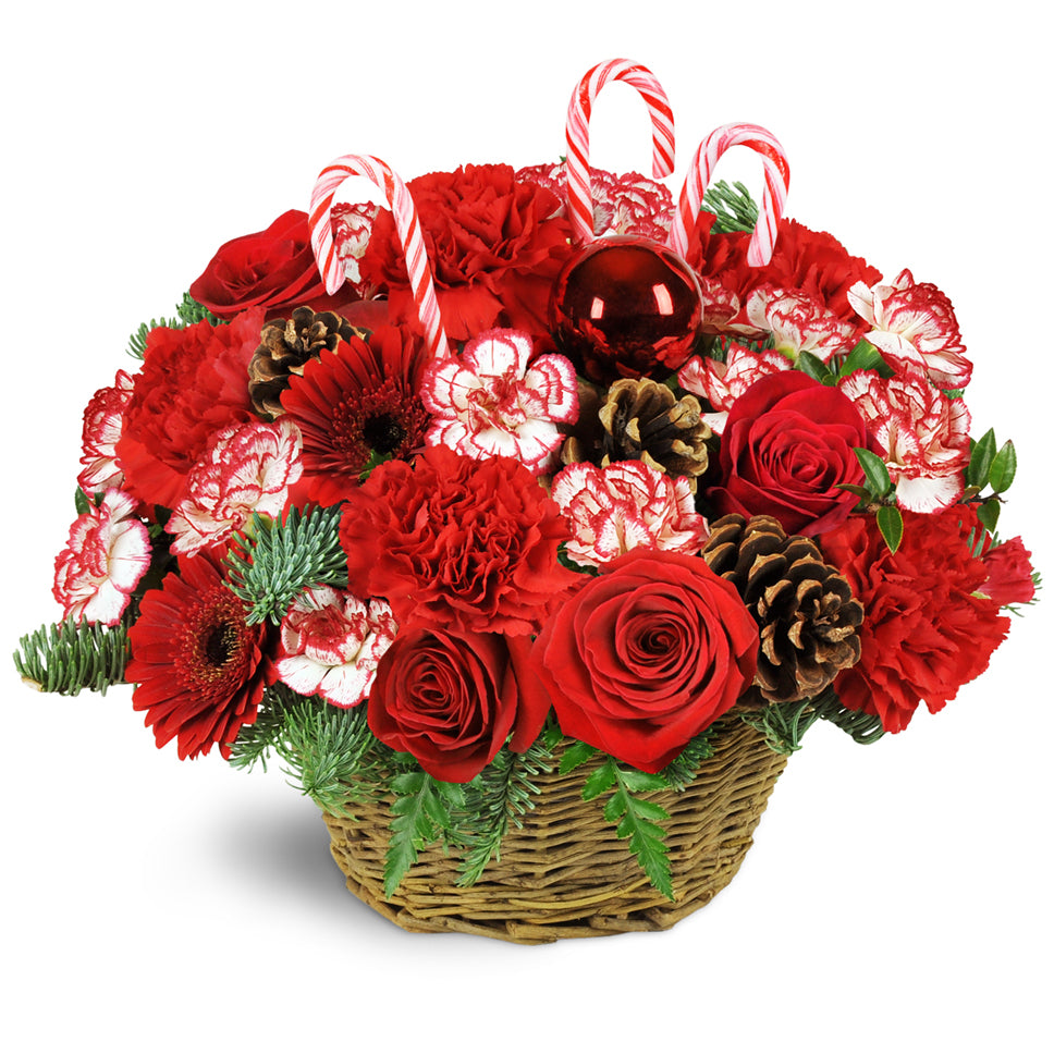 Basket Full of Christmastime - premium floral arrangement in a basket. Red carnations, red mini Gerbera daisies, peppermint mini carnations, noble fir, cedar, and red ornament baubles are arranged in a classic woven basket.