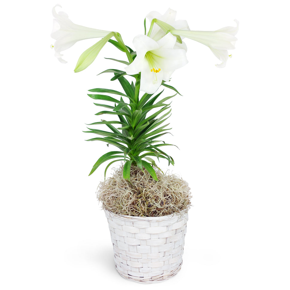 Easter Lily Plant. One Easter Lily Plant arrives in a 6" container.
