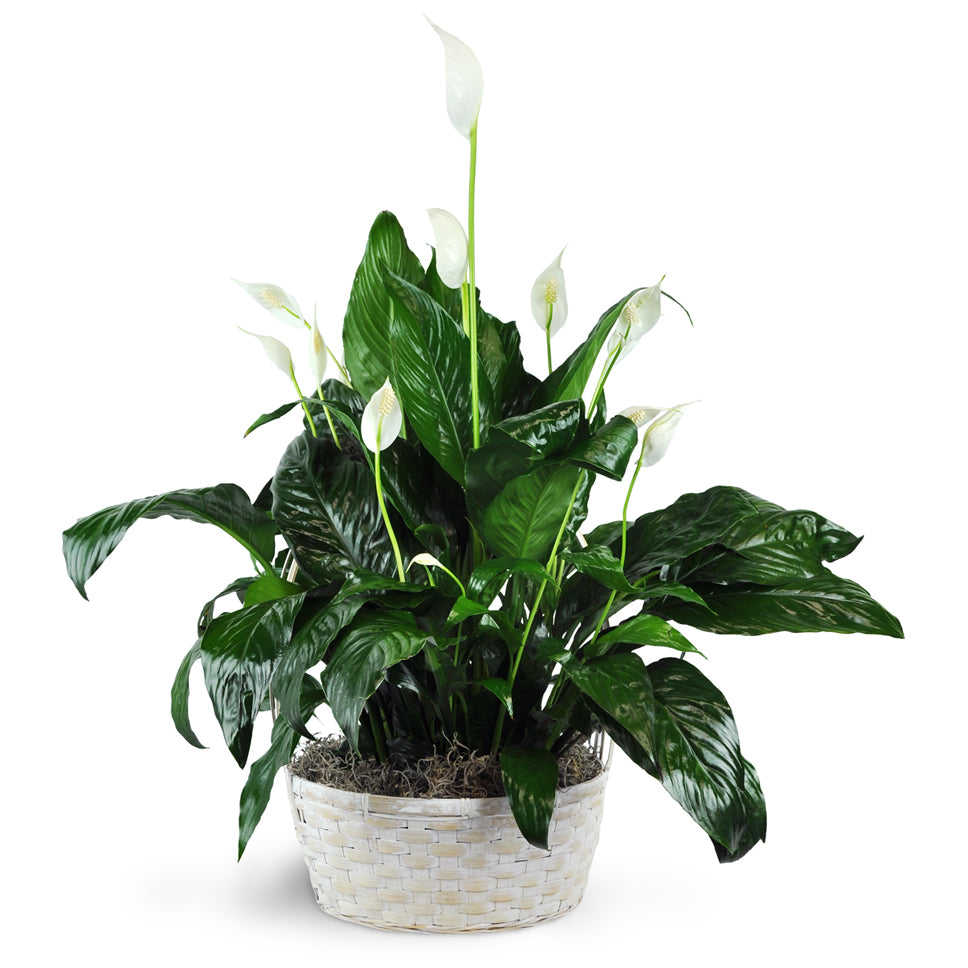Peace Lily Plant. The Peace Lily features elegant white flowers and deep green leaves.
