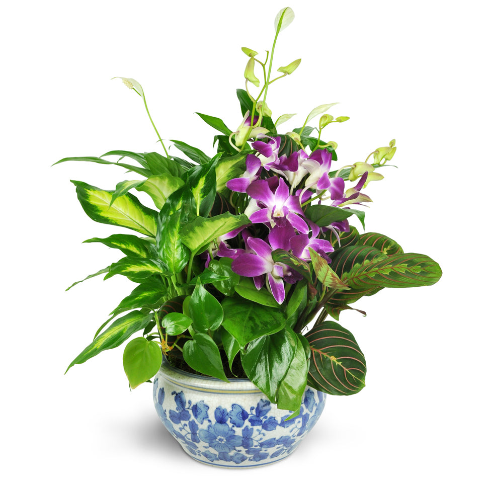 Sweet Memory Planter. Send a lovely planter filled with three green plants and cut Dendrobium orchids.