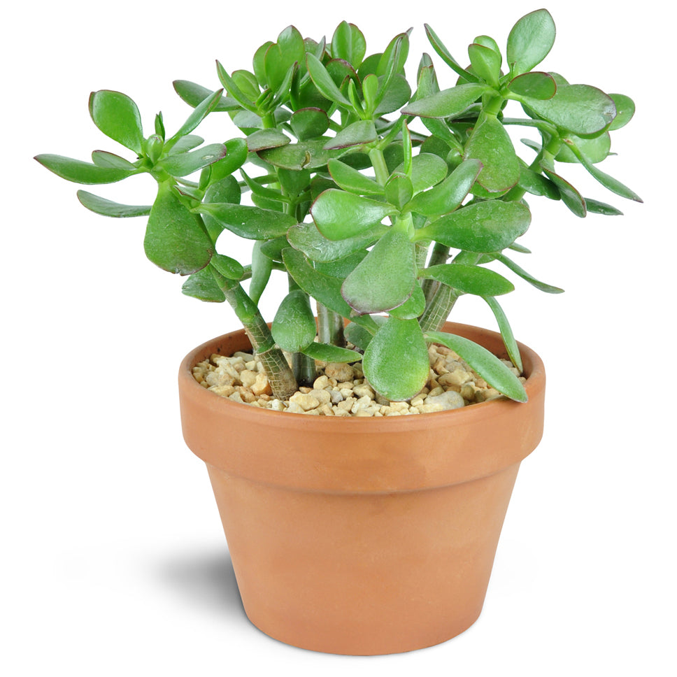 Simply Succulent. Gift them one 8” succulent planted in a terra cotta dish and topped with decorative rocks.