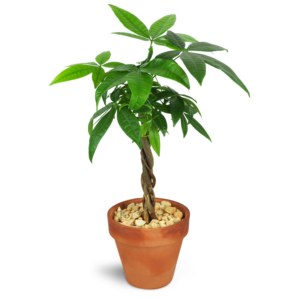Petite Money Tree. One 5” money tree is planted in a terra cotta dish and topped with small rocks.