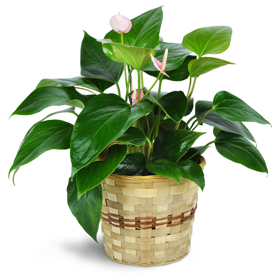 Pink Anthurium Plant in a Basket. Your gift will include one 8" anthurium plant in a beautiful natural bamboo basket.