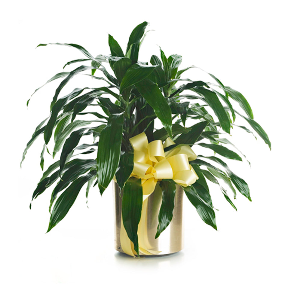 Dracaena Plant. One healthy dracaena plant arrives in a metallic planter topped with ribbon.