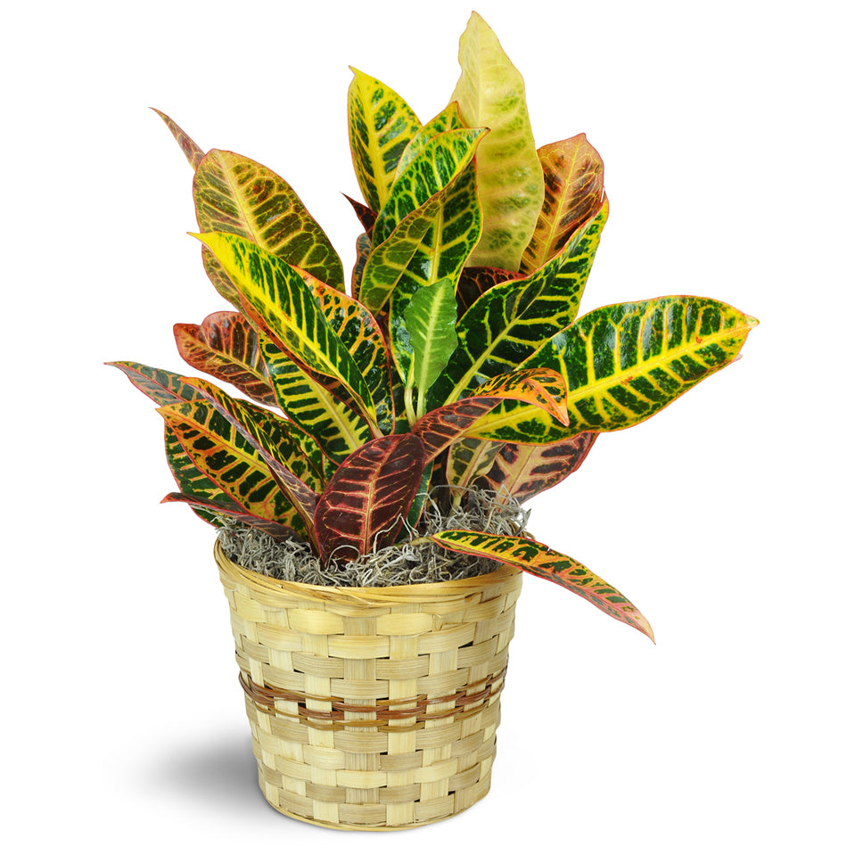 Croton Plant. One 6" Croton plant arrives in a natural wicker basket surrounded by decorative moss.