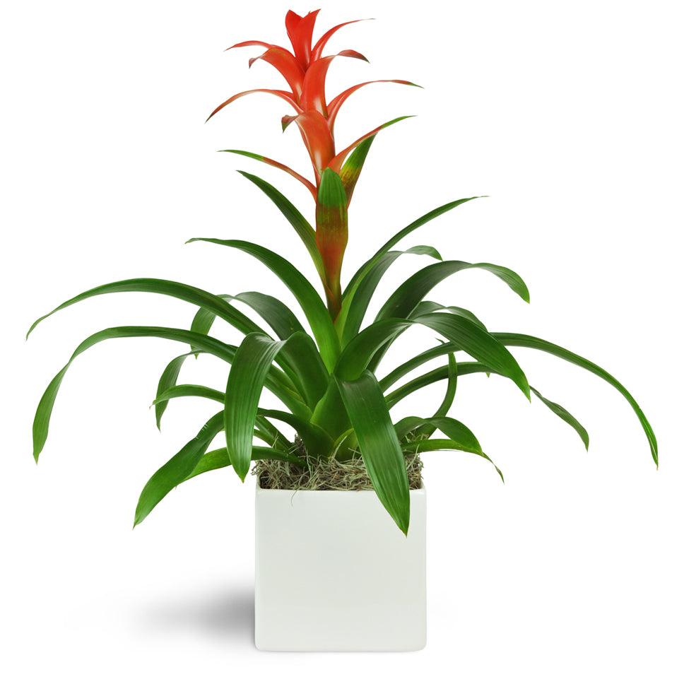 Zen Bromeliad. Features one 7” bromeliad carefully planted in a white ceramic dish.