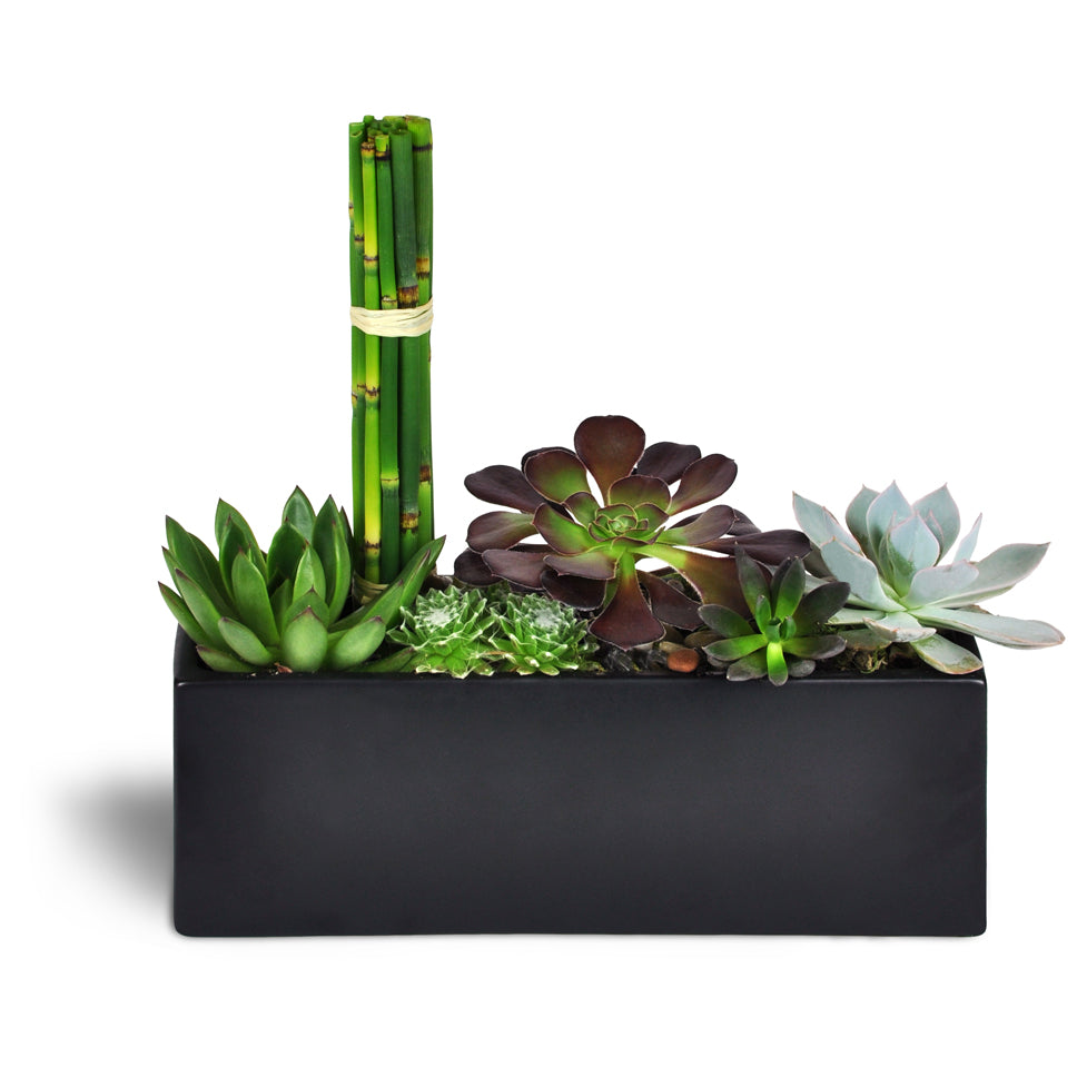 Succulent Zen Oasis™. Gift them five succulent plants arranged in a black ceramic dish and finished with river rocks.