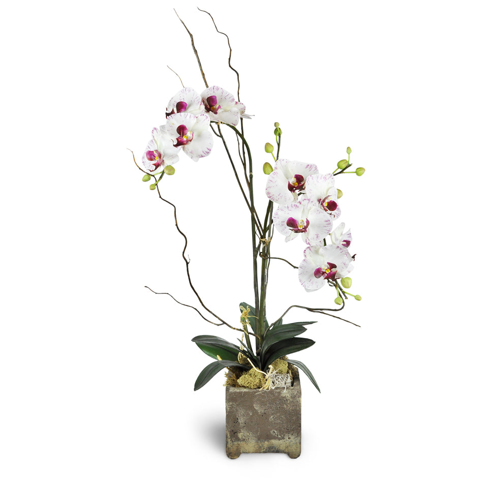 Opulent Double Orchid. Featuring one double-stem orchid in a decorative planter.