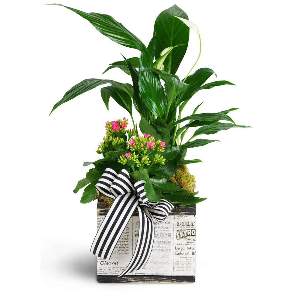 A white planter featuring green and blooming plants topped off with a chic black and white ribbon.