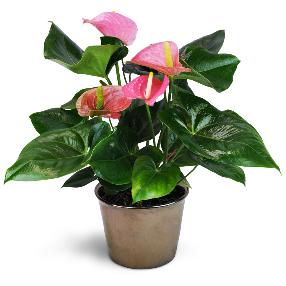 Pink Anthurium Plant. Gift them one 6" pink anthurium plant in a pretty ceramic pot.