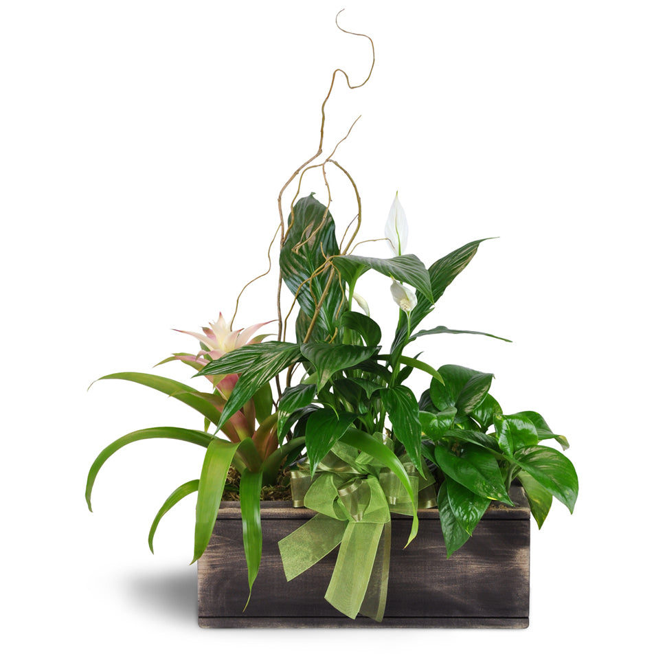 Bountiful Dish Garden. An assortment of gorgeous green and flowering plants arranged in a wood planter.