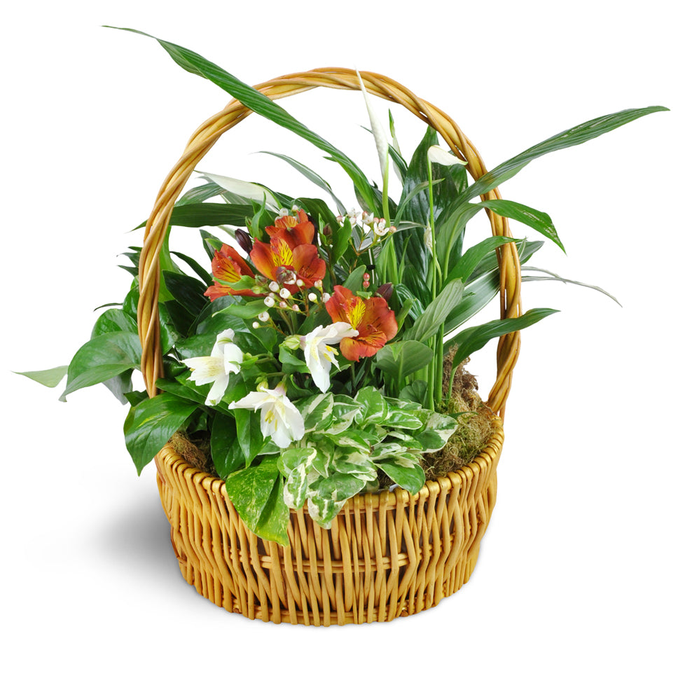 Thinking of You Garden Basket. Blooming and green plants are arranged in a sweet basket. Upgrade to Deluxe to add beautiful Peruvian lilies.