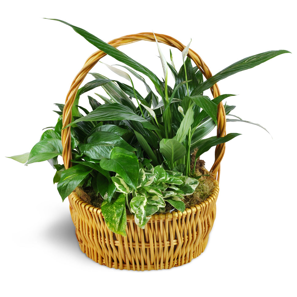 Thinking of You Garden Basket - Standard. Blooming and green plants are arranged in a sweet basket. Upgrade to Deluxe to add beautiful Peruvian lilies.