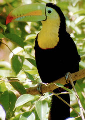 Toucan sitting on branch