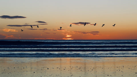 Pelican sunset Nicaragua