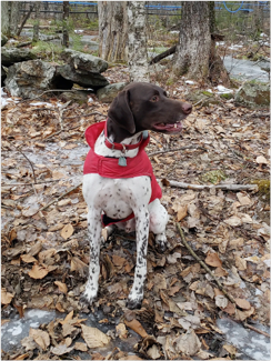 Buck loves to run with the crew members and keep the squirrels away to prevent chewing on the sap lines.