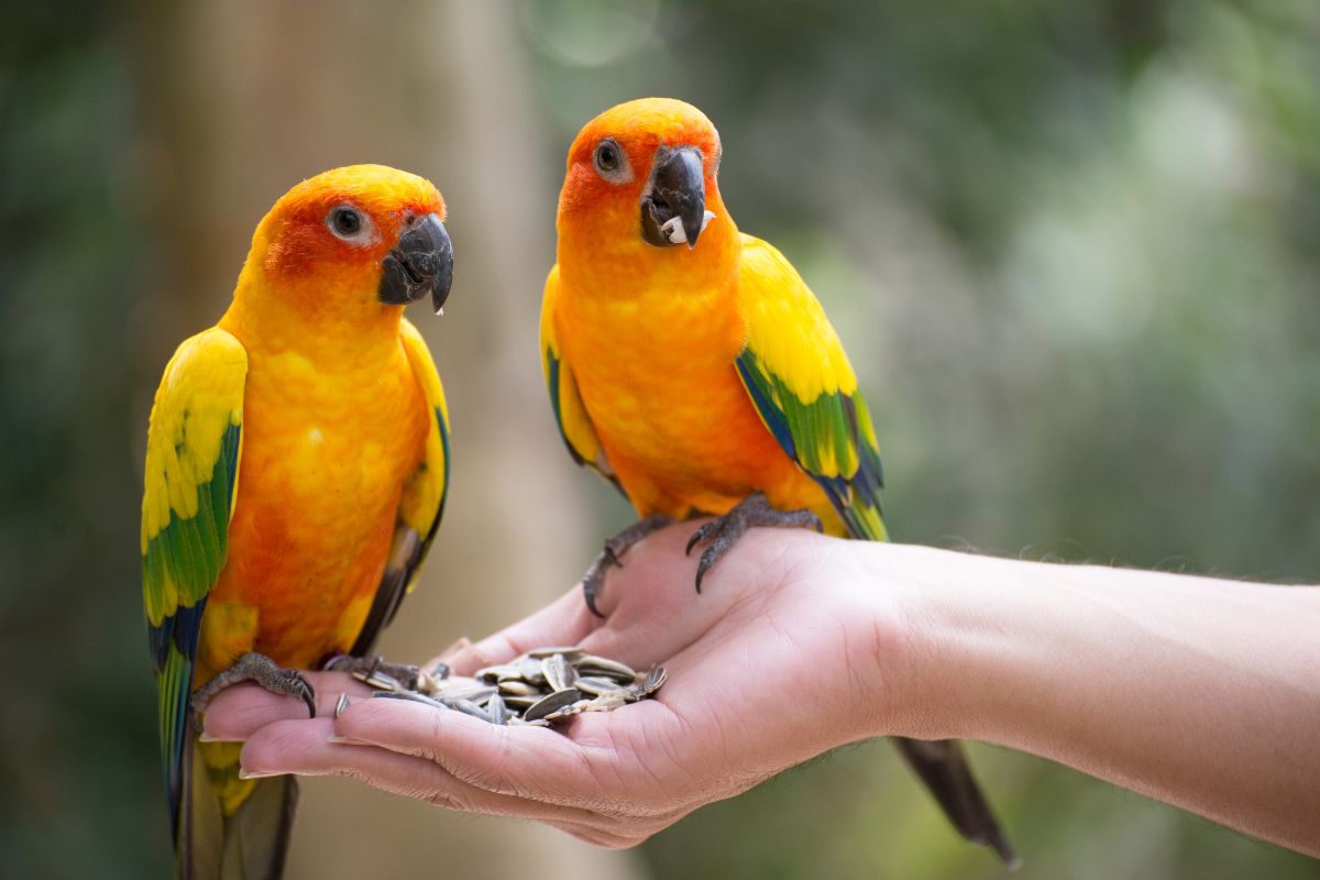 Two birds perched on hand