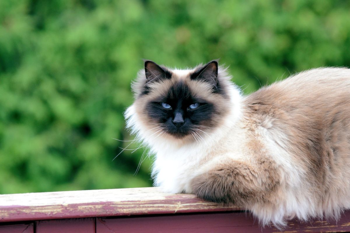 Birman