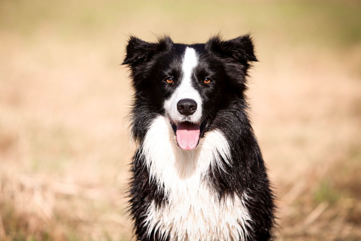 Border Collie