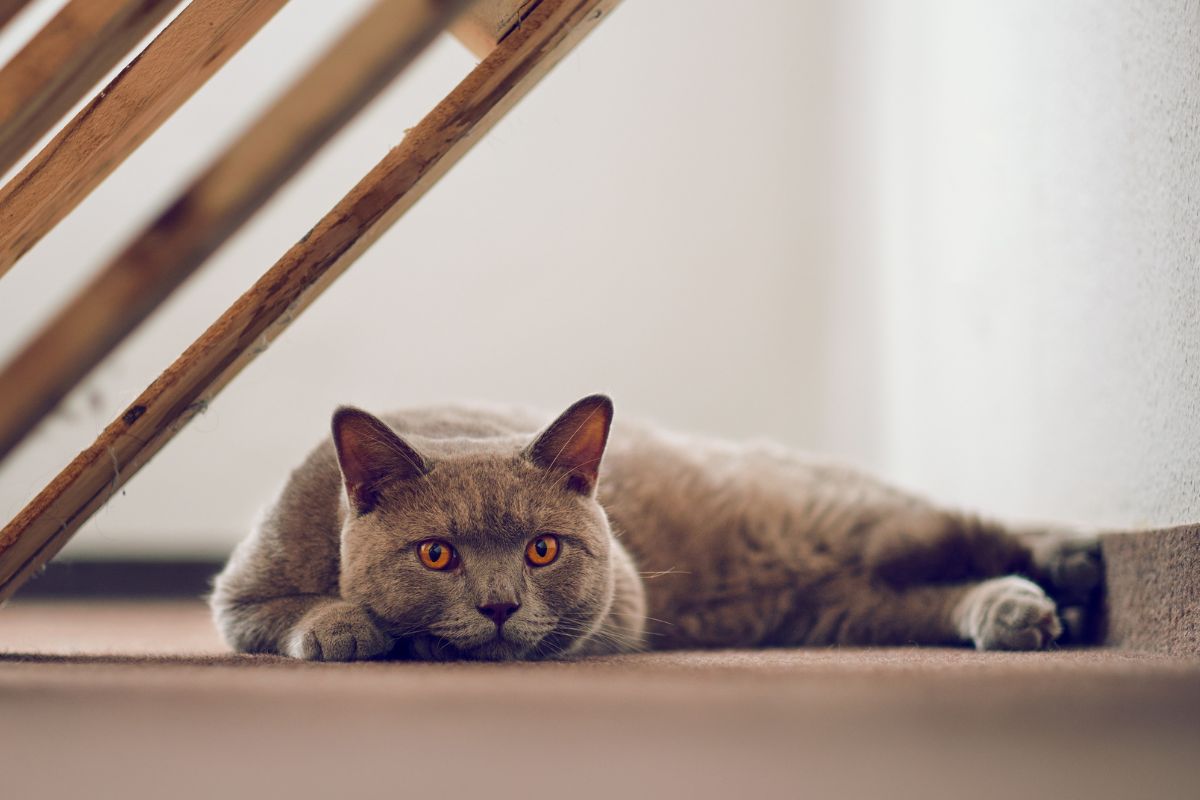 British Shorthair