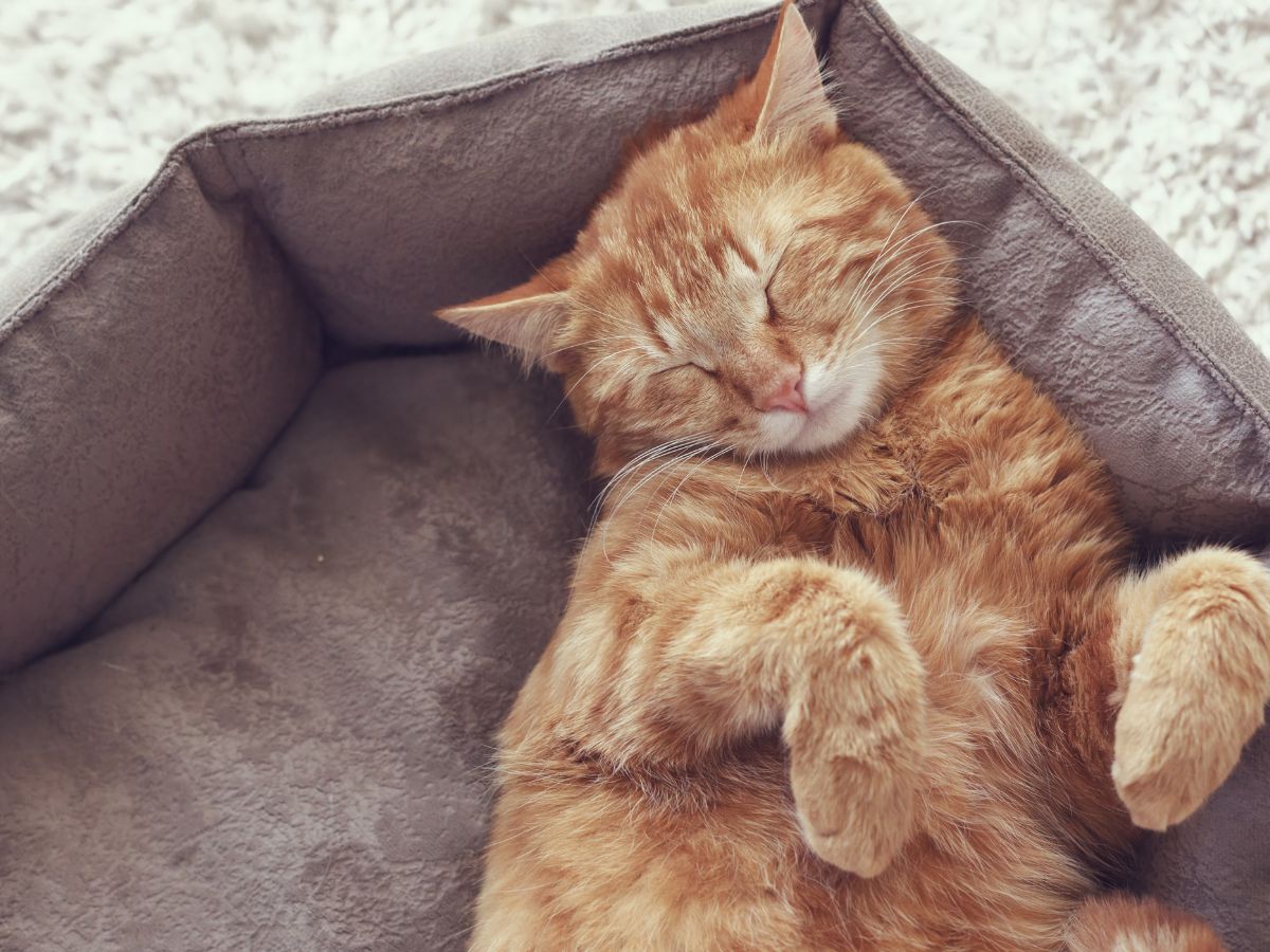 Cat sleeping in bed.