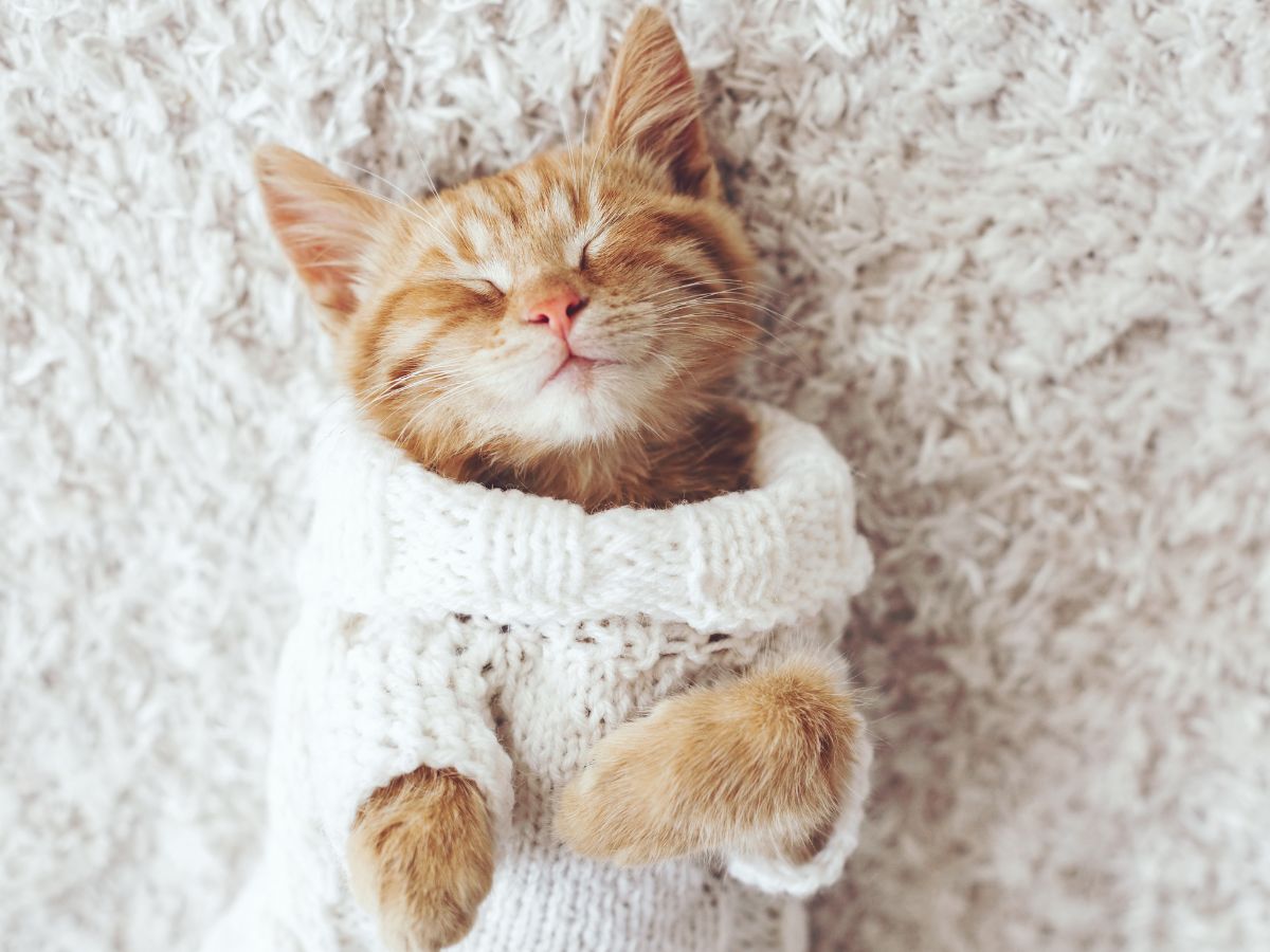 A happy kitten in a jumper.