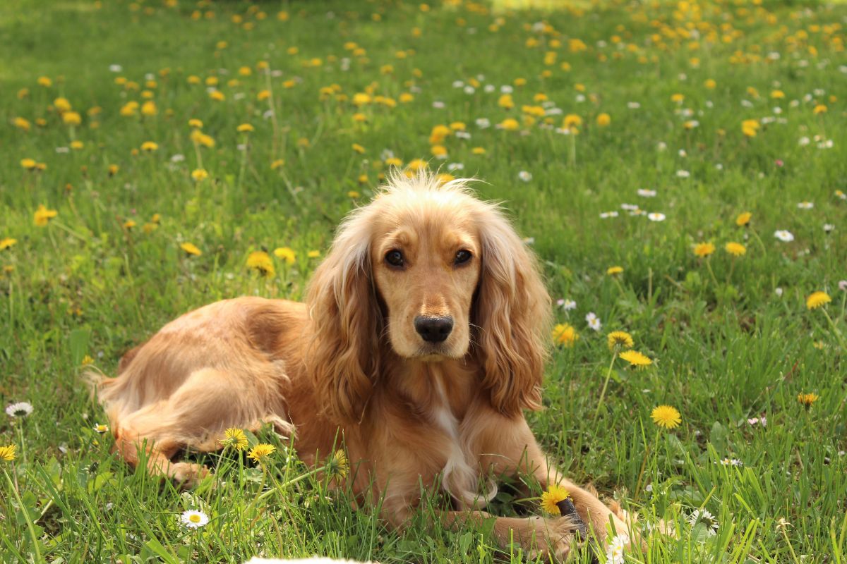 Cocker Spaniel