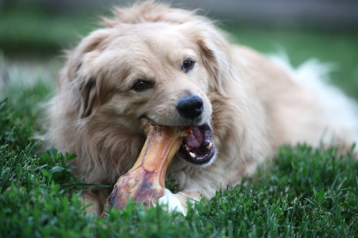 Dog and bone