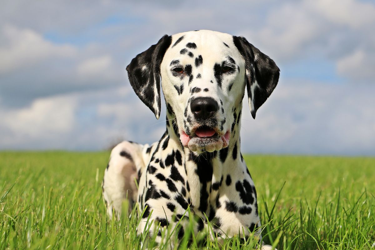 Dalmatian