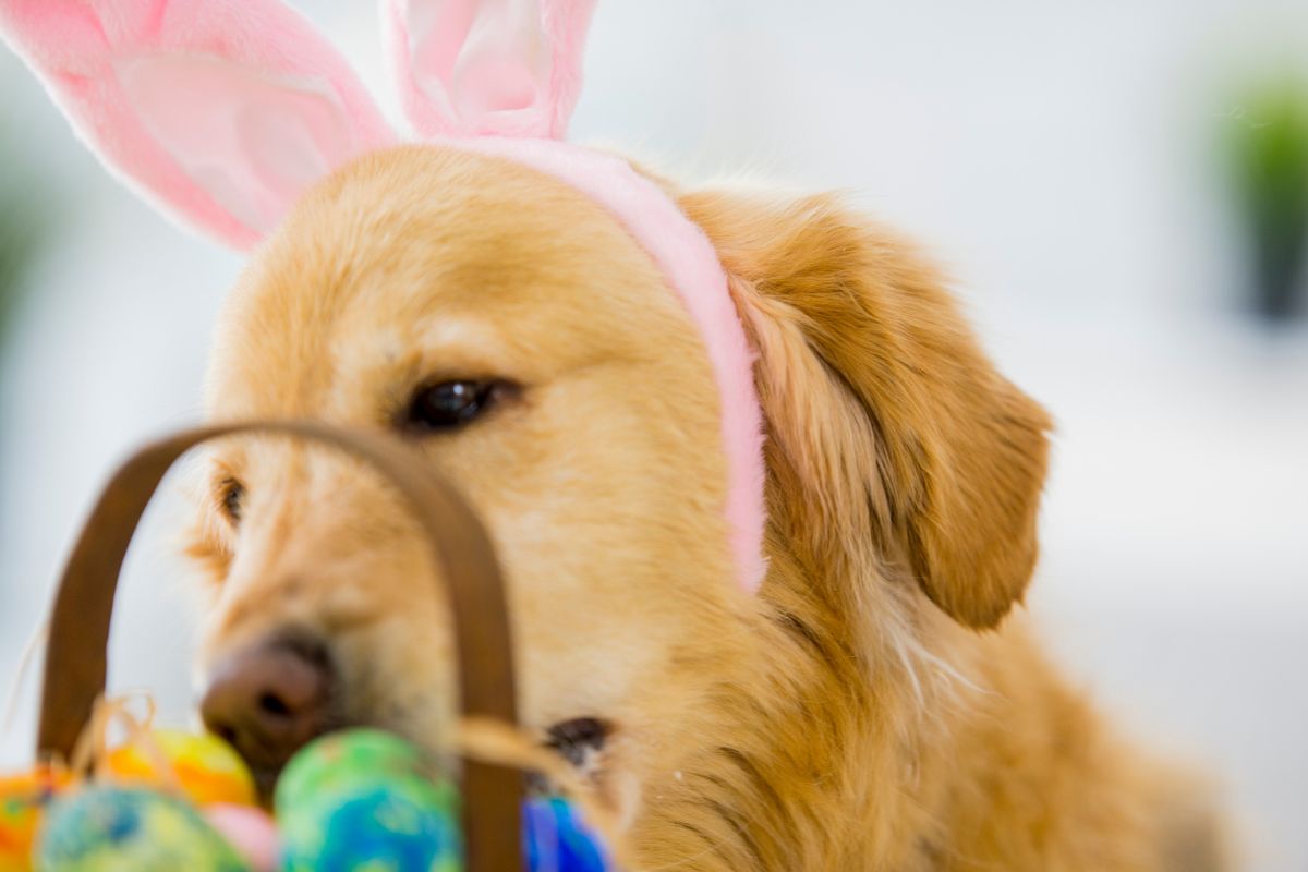 Dog in bunny ears