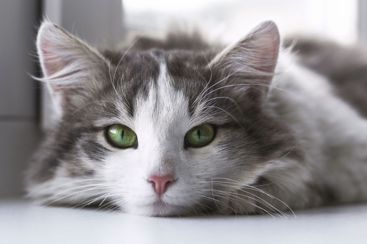 Close up of cat's expressive eyes