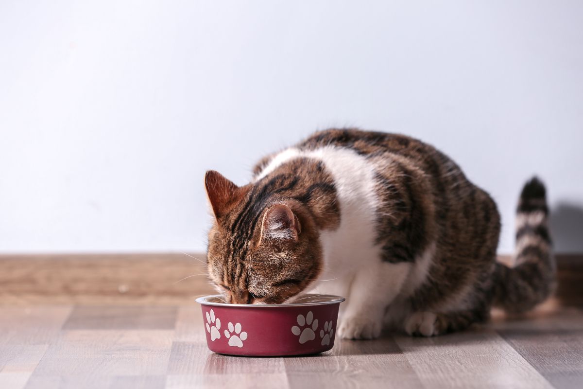 Cat eating their food