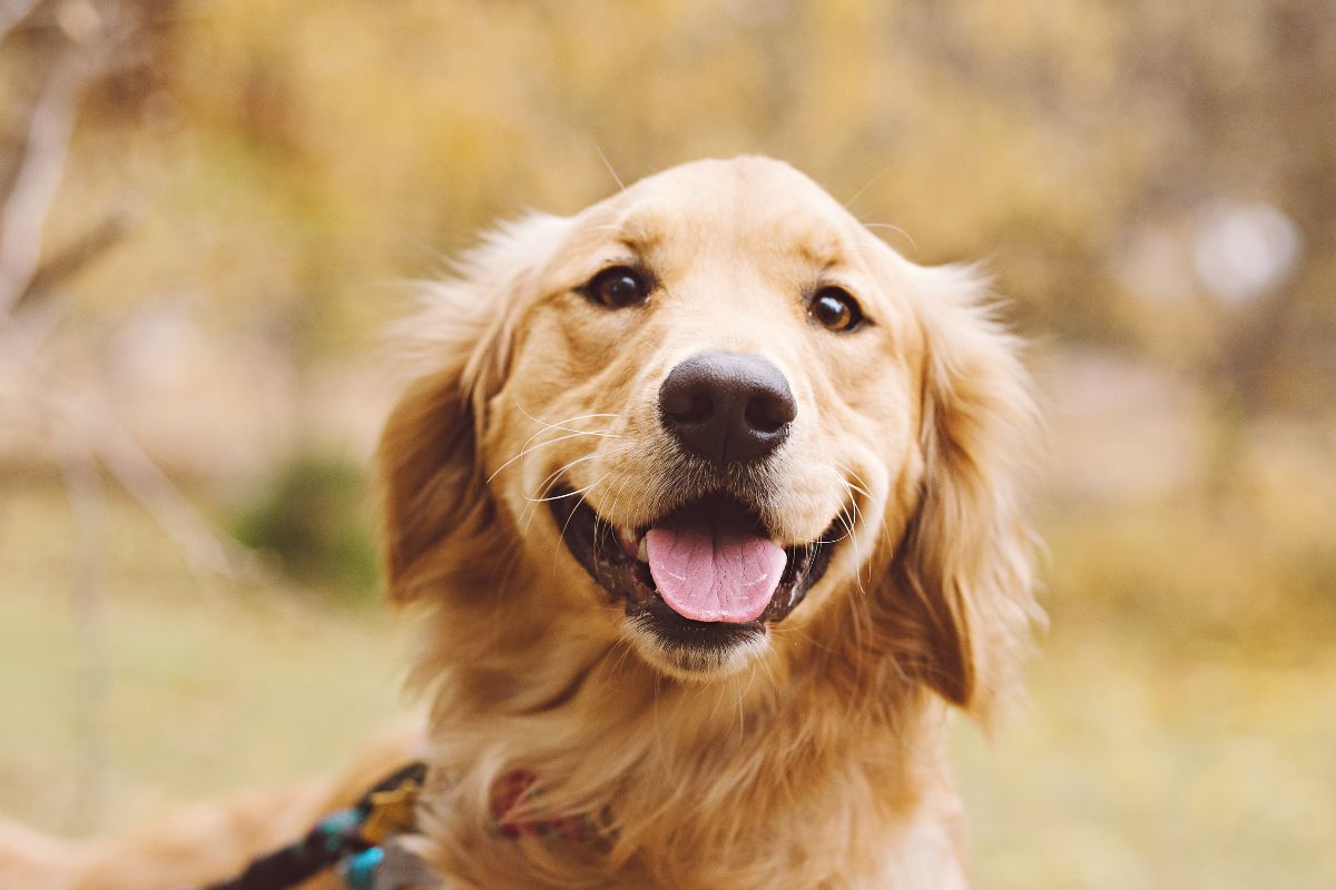 Golden Retriever