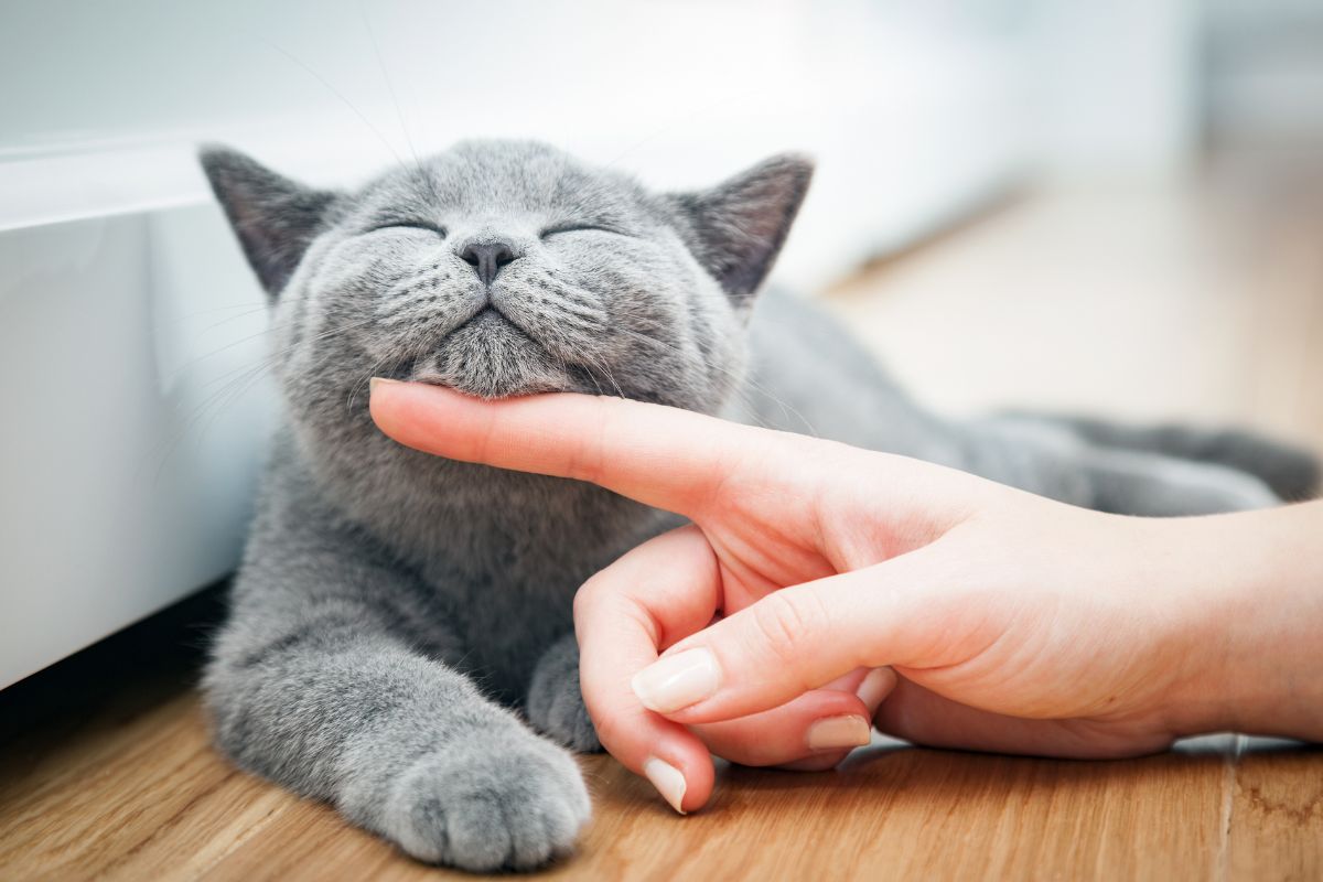 Happy cat being stroked under the chin