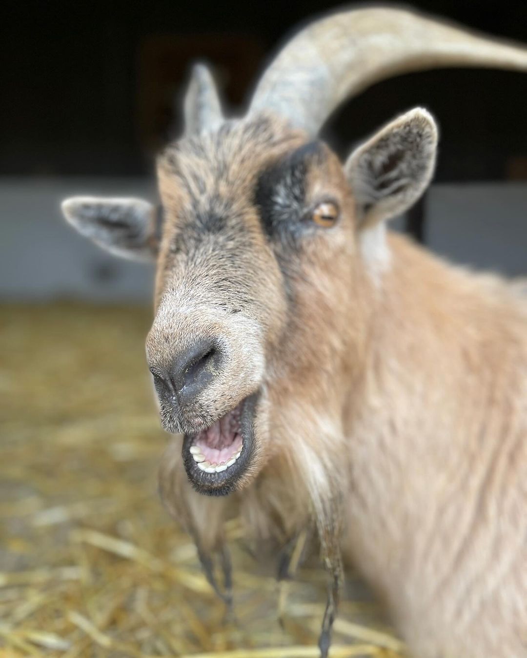 Kevin, the mischievous goat.