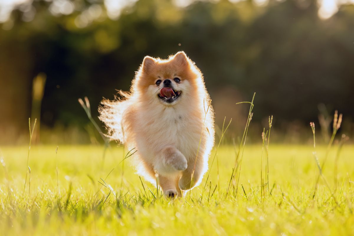 Pomeranian