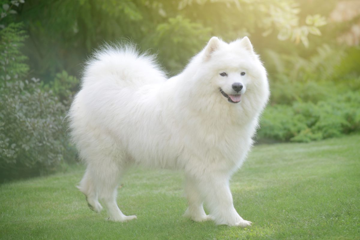 Samoyed