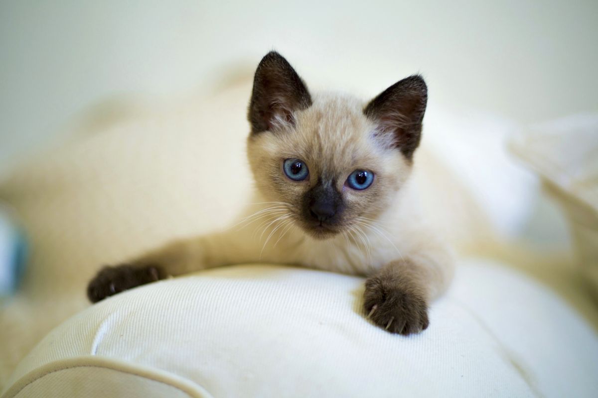 Siamese