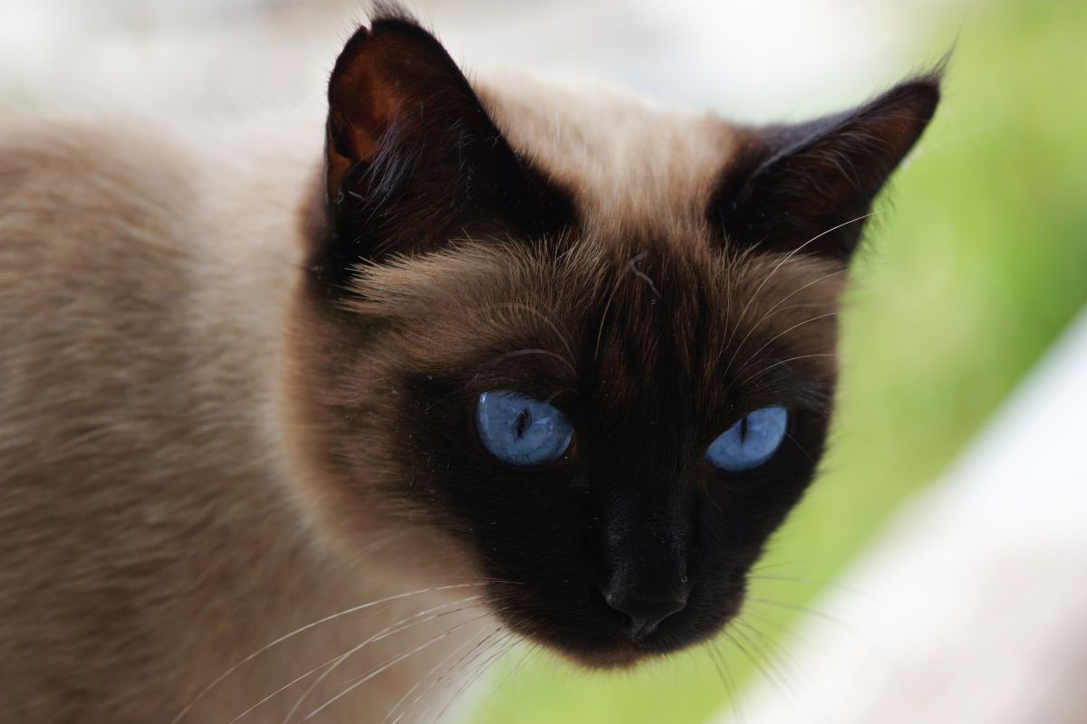 Close up of Siamese cat