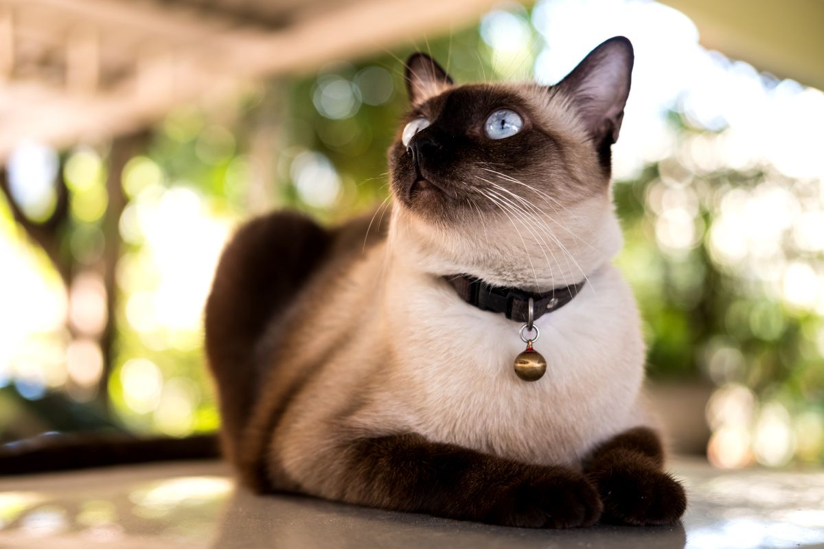 Siamese cat sitting