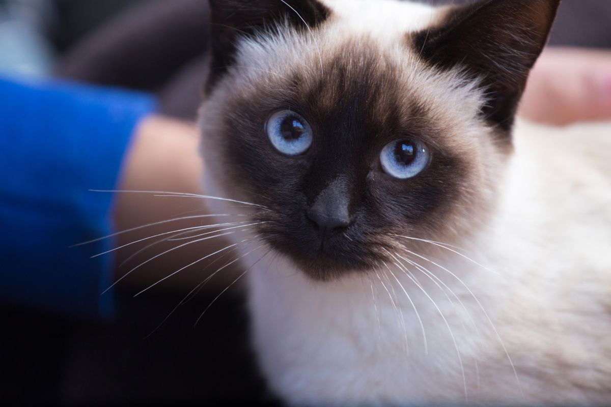 Close up of a Siamese cat's striking blue eyes