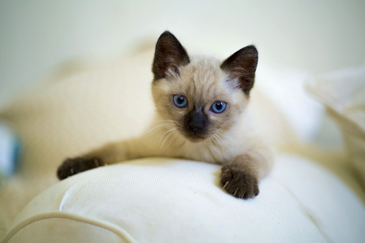 Siamese cat