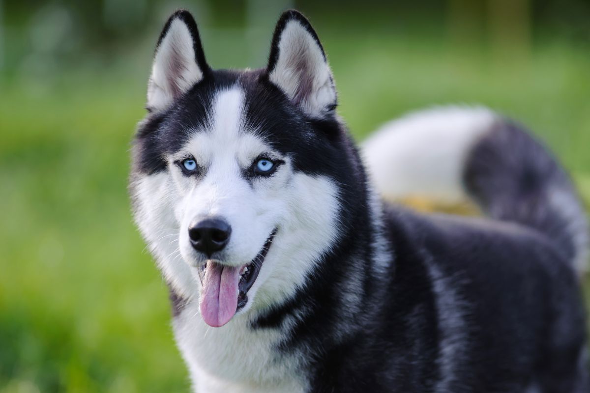 Siberian Husky